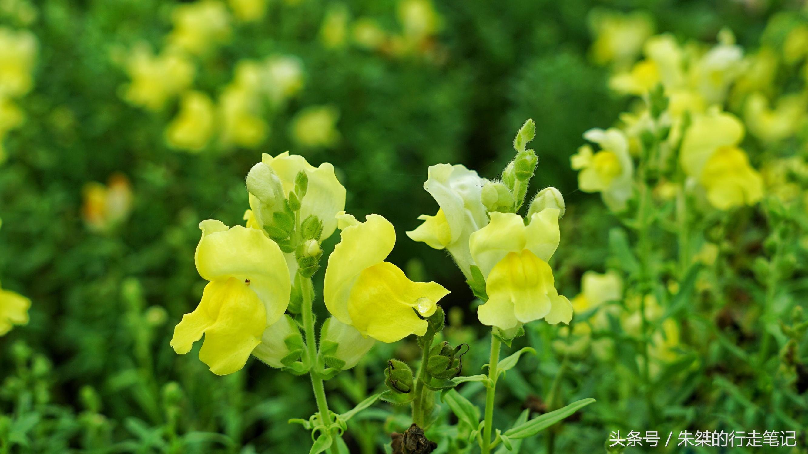 黄姚花海已经荒成草海,黄姚花海景区