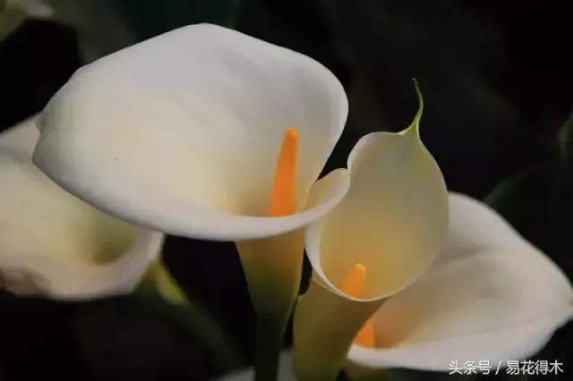 如何才能让马蹄莲复花,马蹄莲什么时候休眠什么时候开花