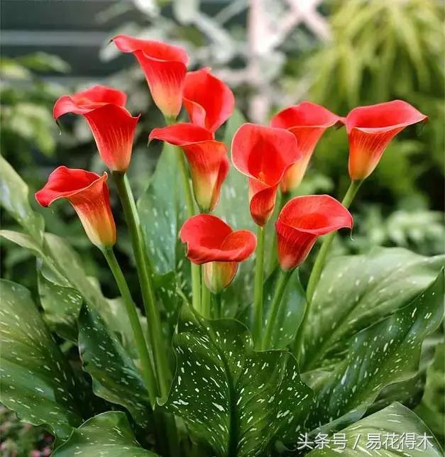 如何才能让马蹄莲复花,马蹄莲什么时候休眠什么时候开花