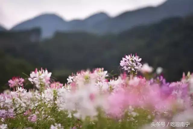 上林旅游有什么好玩的地方,上林好玩地方攻略必去景点
