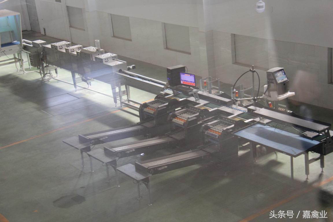 田瑞，温柔了养鸡岁月，雕刻了奋斗时光