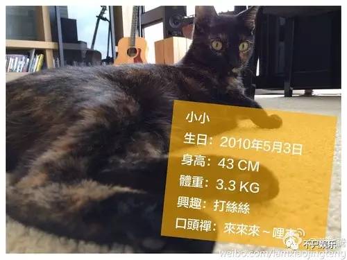 萧敬腾领养狗狗,萧敬腾领养孩子