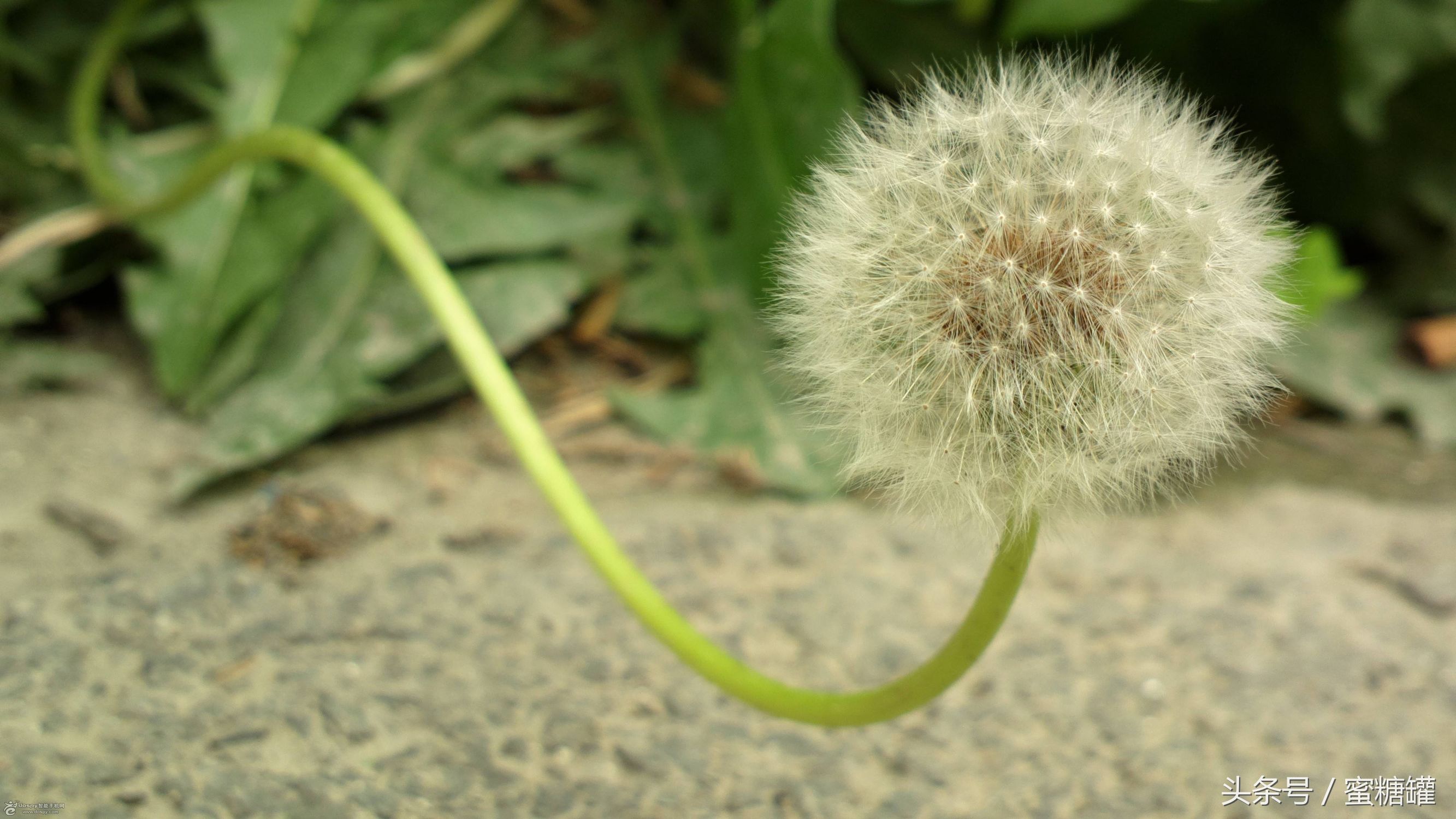 蒲公英能治疗结节和癌症吗,治疗癌症老中医药方蒲公英