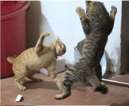 猫咪哪有那么多坏心思,猫咪的那些可爱行为