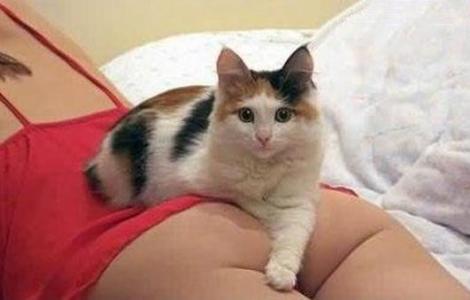 猫咪哪有那么多坏心思,猫咪的那些可爱行为