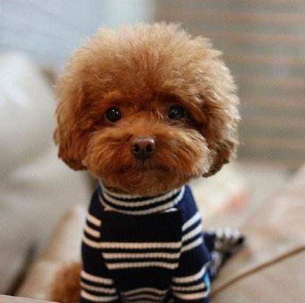 泰迪狗狗怎么喂养最好呢,养泰迪狗狗基本常识