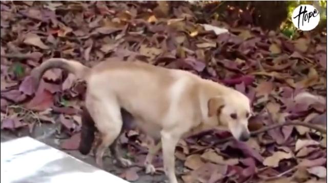 母狗眼里有泪,母狗生了一只有难产迹象