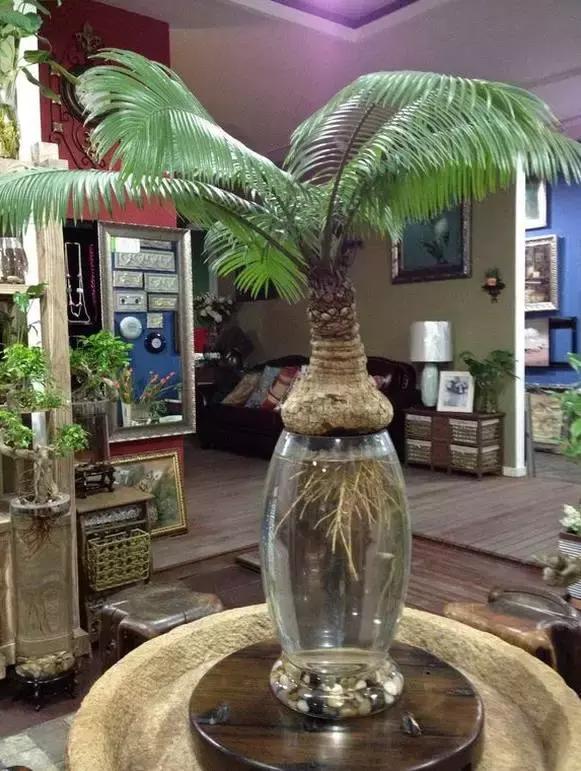 姘村煿鐜夋爲妞嶇墿,鐩嗘牻鐨勯搧鏍戝彲浠ユ按鍩瑰悧