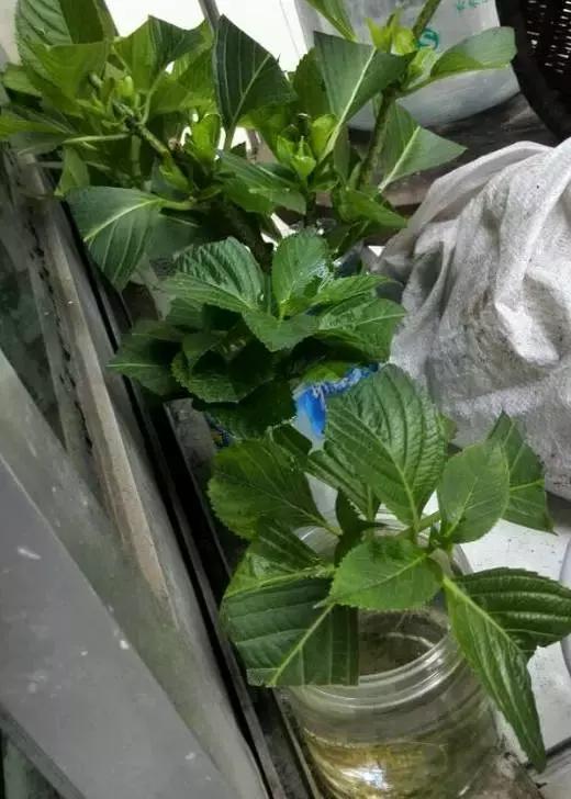 姘村煿鐜夋爲妞嶇墿,鐩嗘牻鐨勯搧鏍戝彲浠ユ按鍩瑰悧