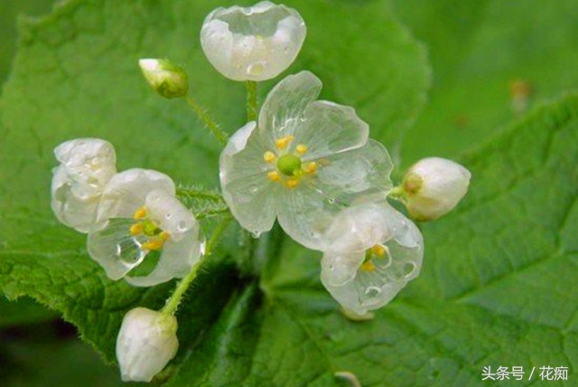 高山荷叶植物,日本山荷叶植物