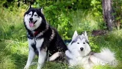 宠知识|倡议领养代替购买