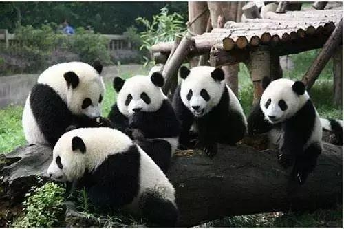 济南至成都自由行,济南到重庆成都旅游攻略路线推荐