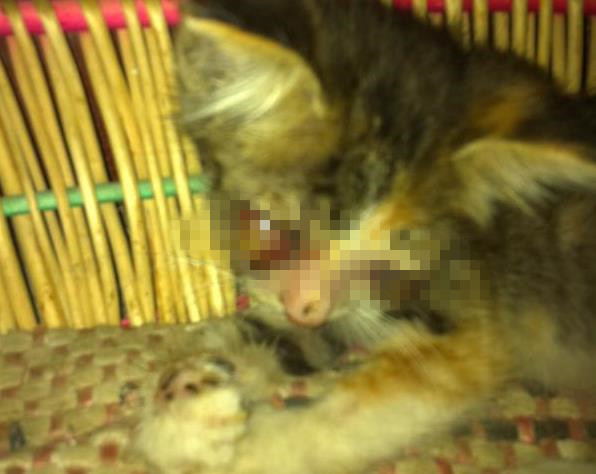 流浪小猫的眼睛被母猫遗弃,流浪猫眼睛溃脓结痂