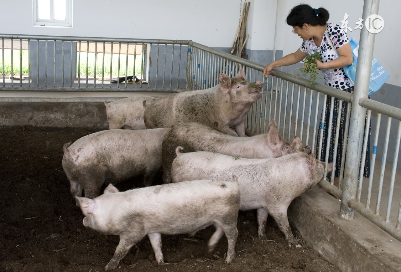 饲料污染的重灾区霉菌毒素危害!