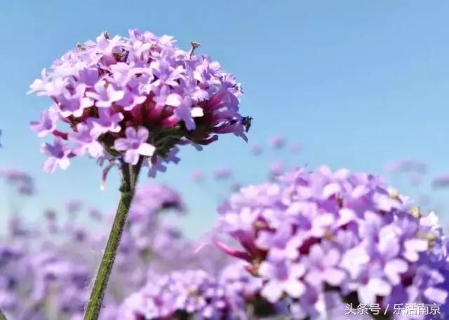 南京是一座很美的城市,南京最让人震撼的城市