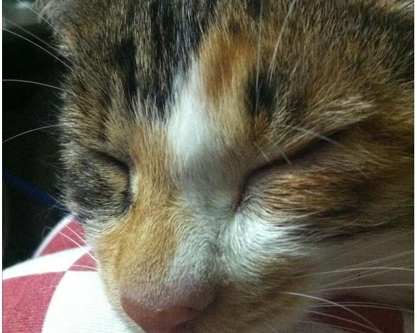 流浪小猫的眼睛被母猫遗弃,流浪猫眼睛溃脓结痂