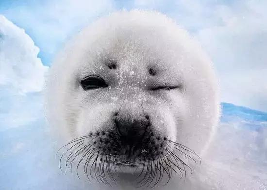 卖萌简直不能忍，它才是网红界NO.1