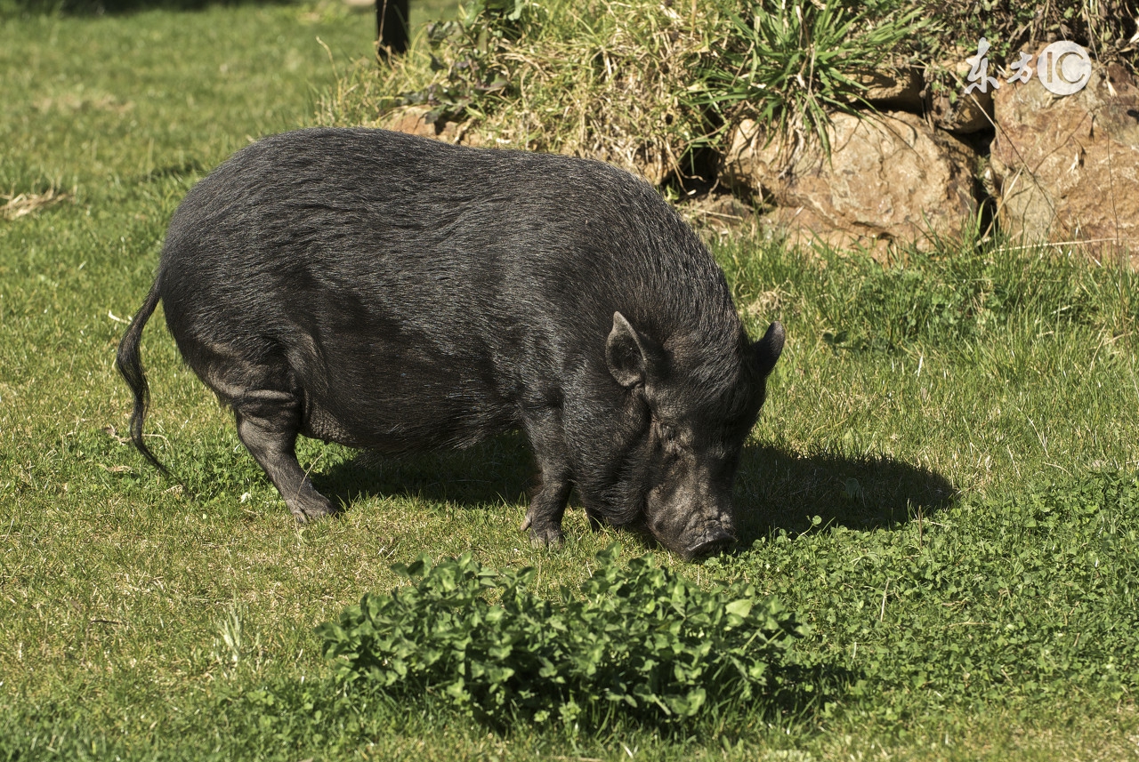 饲料污染的重灾区霉菌毒素危害!