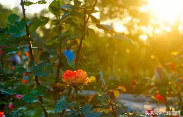 南京是一座很美的城市,南京最让人震撼的城市