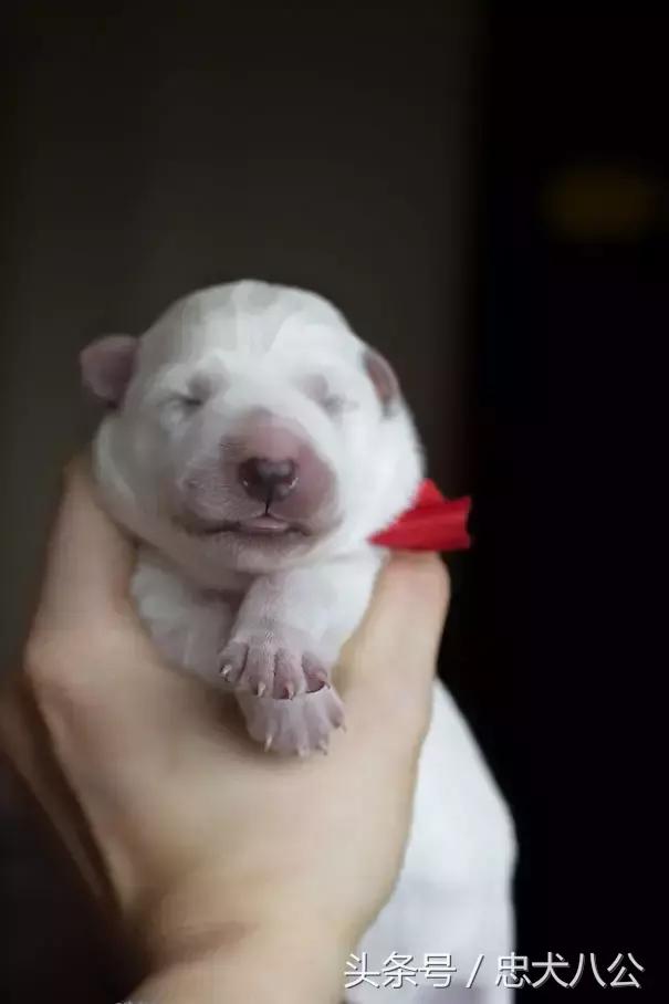 狗妈妈紧急剖腹产，主人全程记录见证历史时刻