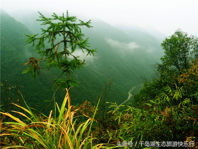 千岛湖人真有福!免费享受573km²的天然绿色游泳场(原创)