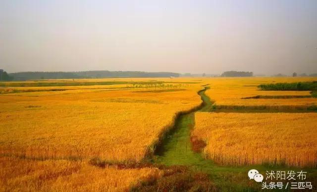你好！我叫沭阳，这是我的简历，请多多指教！