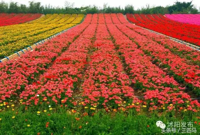 你好！我叫沭阳，这是我的简历，请多多指教！