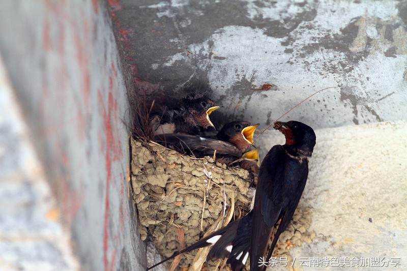 碰了燕子会怎么样,碰燕子有什么忌讳吗