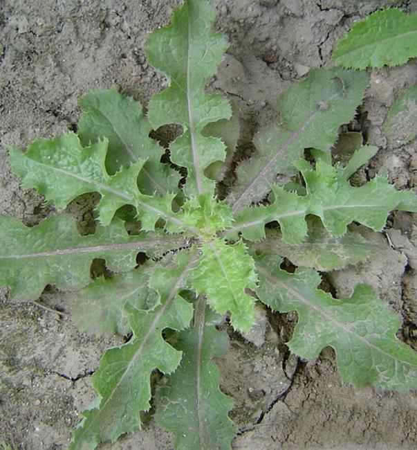 农村的植物有什么,农村植物药用功效