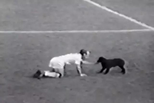 闯入足球场的动物,闯入者外国版叫什么