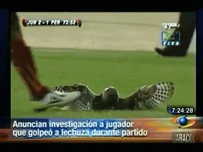 闯入足球场的动物,闯入者外国版叫什么