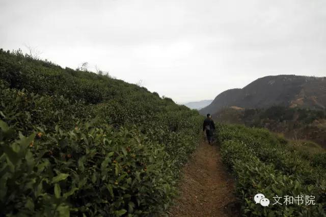 秀美唐湾，天香杨树