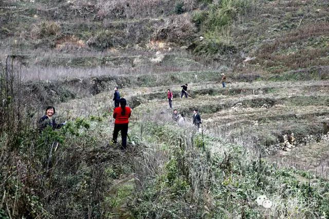 秀美唐湾，天香杨树