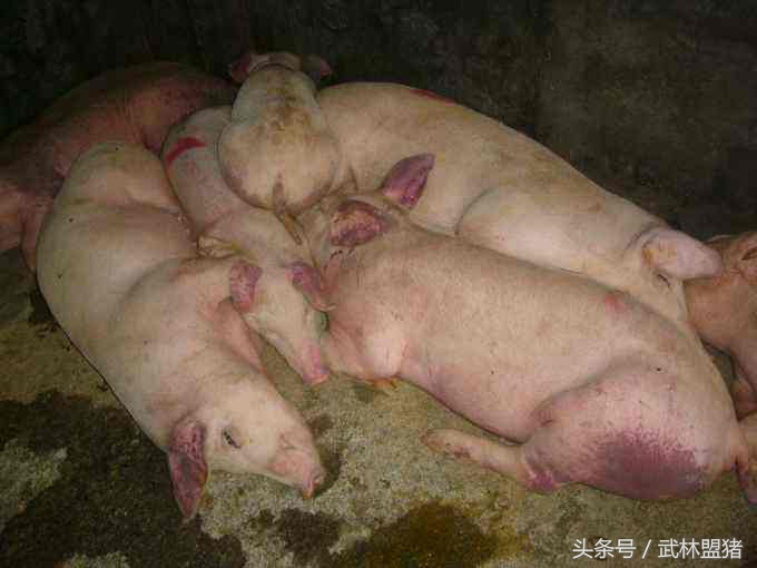 养猪病害,养猪怎样避免猪有传染病