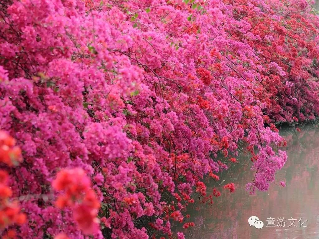 珠海几种常见的花,适合广东地区的观赏植物
