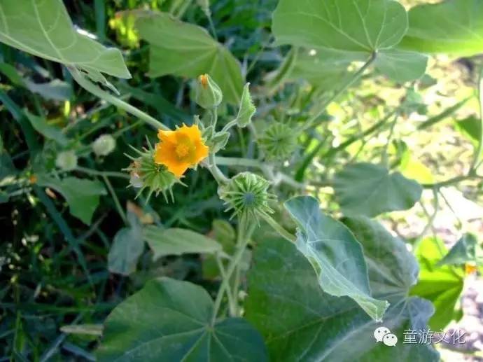 珠海几种常见的花,适合广东地区的观赏植物