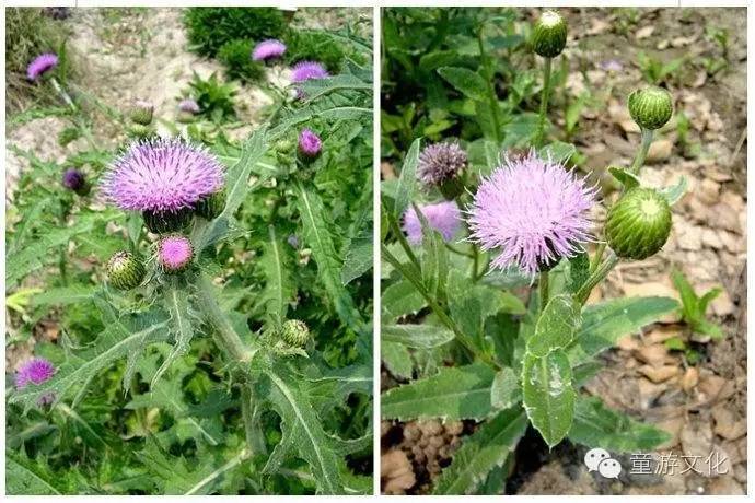 珠海几种常见的花,适合广东地区的观赏植物