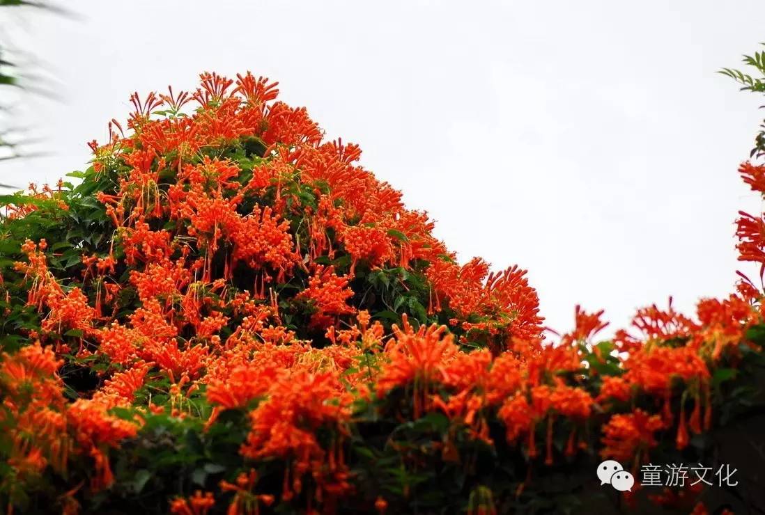 珠海几种常见的花,适合广东地区的观赏植物