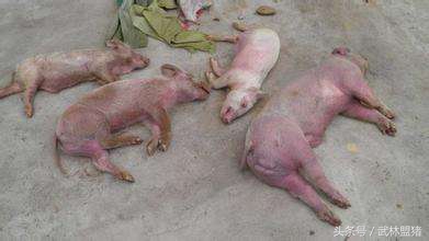 养猪病害,养猪怎样避免猪有传染病