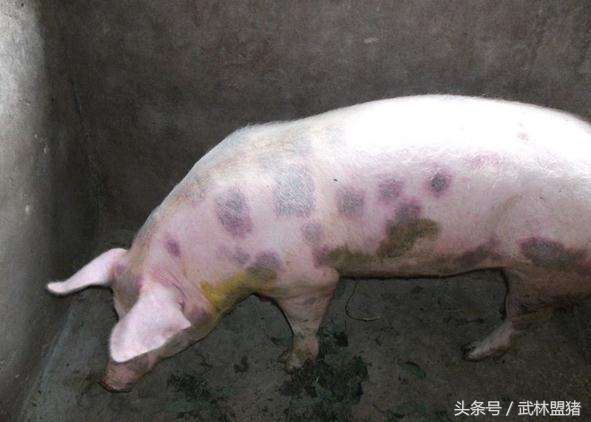 养猪病害,养猪怎样避免猪有传染病