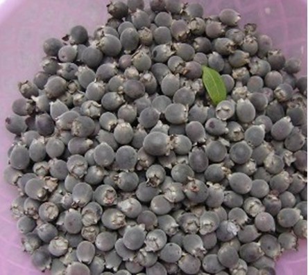 小时候最爱的野果子,山上的野果叫稔子