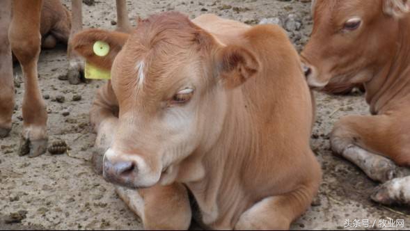 养牛技术和养什么牛最好,养殖牛小妙招