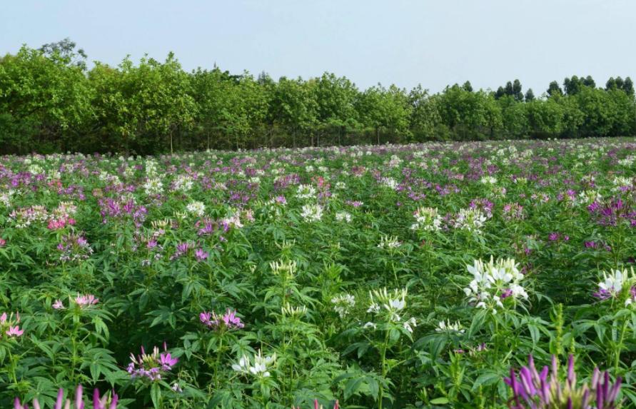 广州薰衣草公园,广州附近哪里有薰衣草看