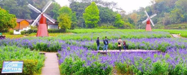 广州薰衣草公园,广州附近哪里有薰衣草看