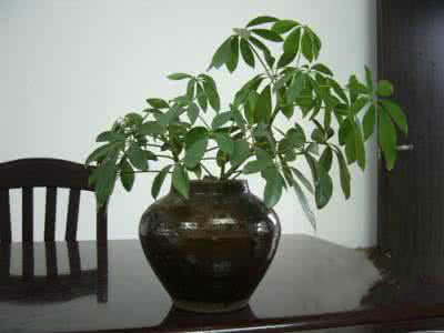 鸭掌木浇水多了掉叶怎么补救,鸭掌木掉叶子怎么处理怎么补救