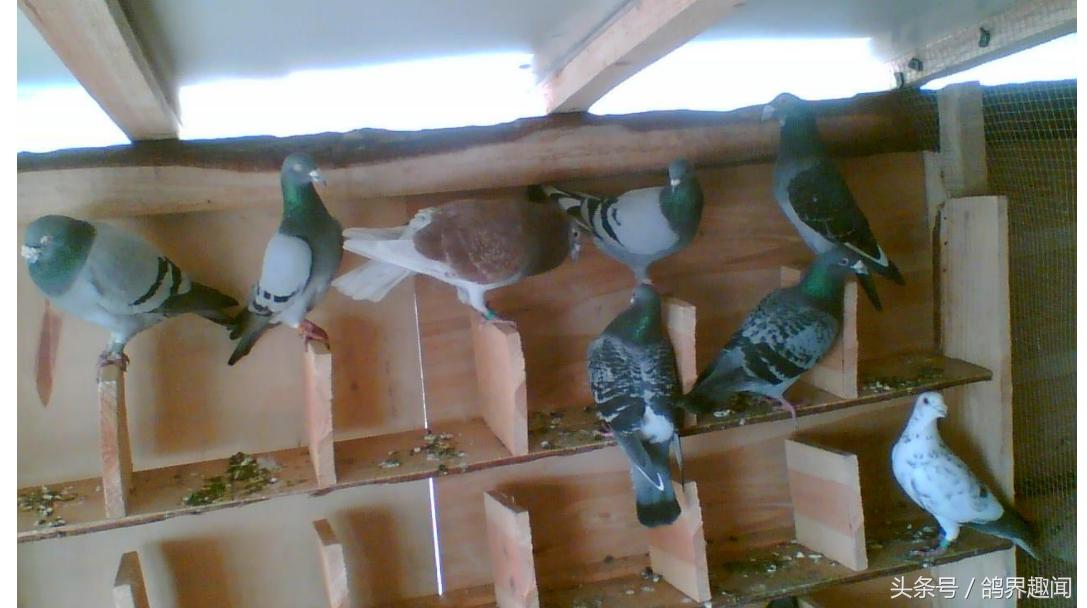 散养鸽子窝怎样搭建,废旧物品利用养鸽子
