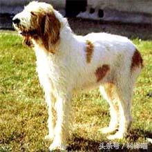 法国国王的狗狗，连狼都敢捕！可惜狼少了，狗也少了