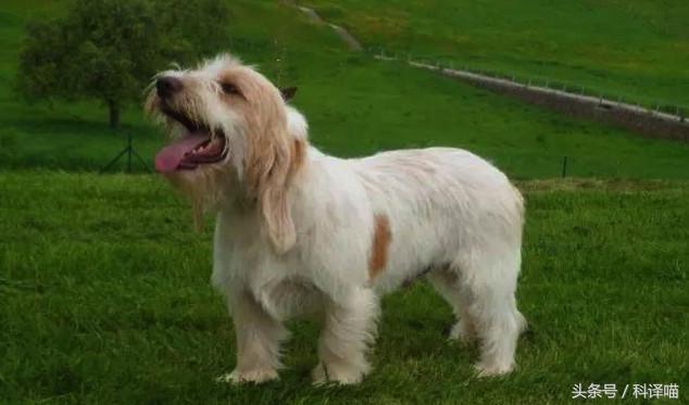 法国国王的狗狗，连狼都敢捕！可惜狼少了，狗也少了