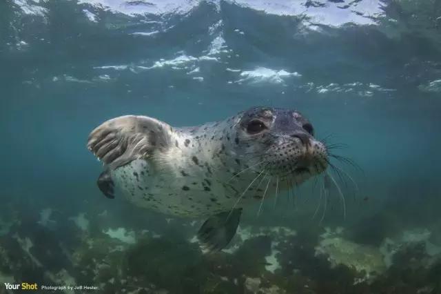 卖萌简直不能忍，它才是网红界NO.1