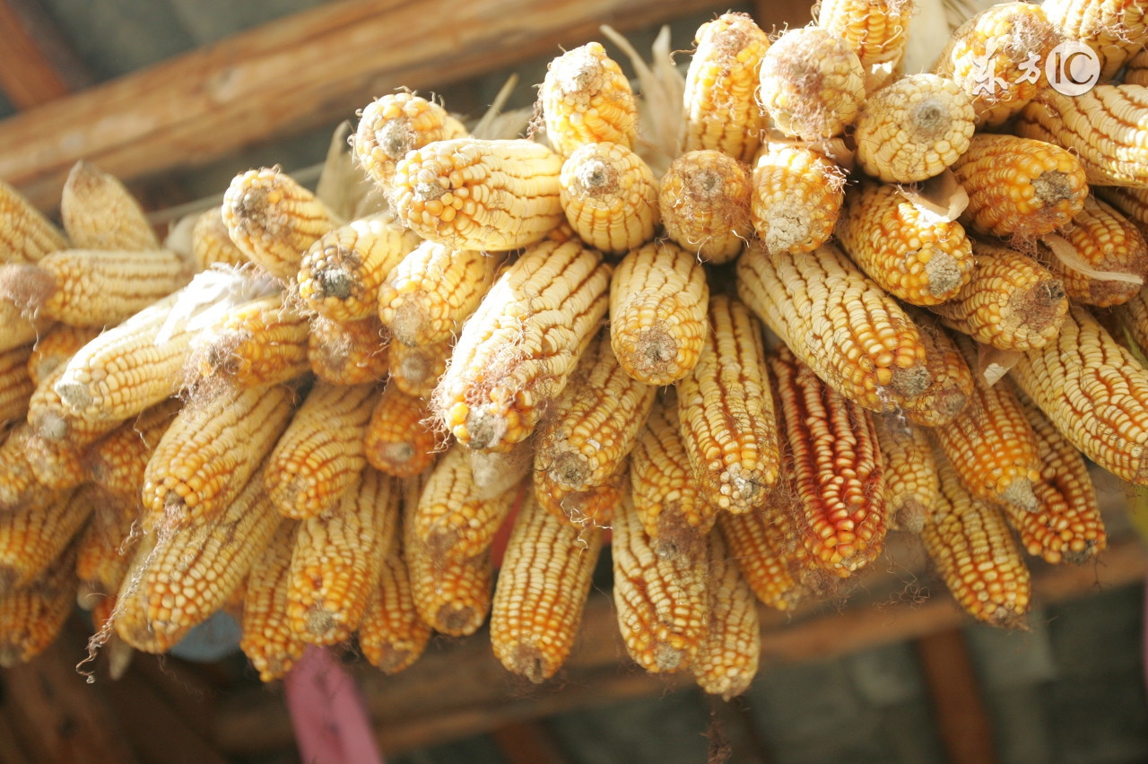 饲料污染的重灾区霉菌毒素危害!